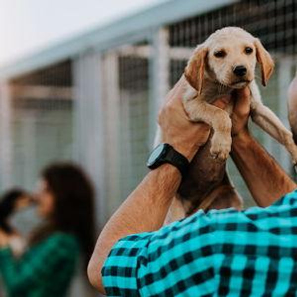 Dog Rescue Fund