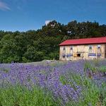 Peace Valley Lavender Farm