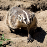 Henry Vilas Zoo