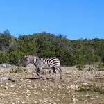 Natural Bridge Wildlife Ranch