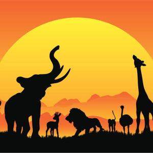 Spot the big five on an African safari