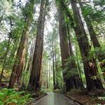 Redwood Forest- Muir Woods