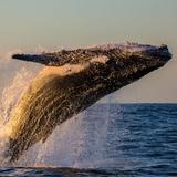 Cape Ann Whale Watch