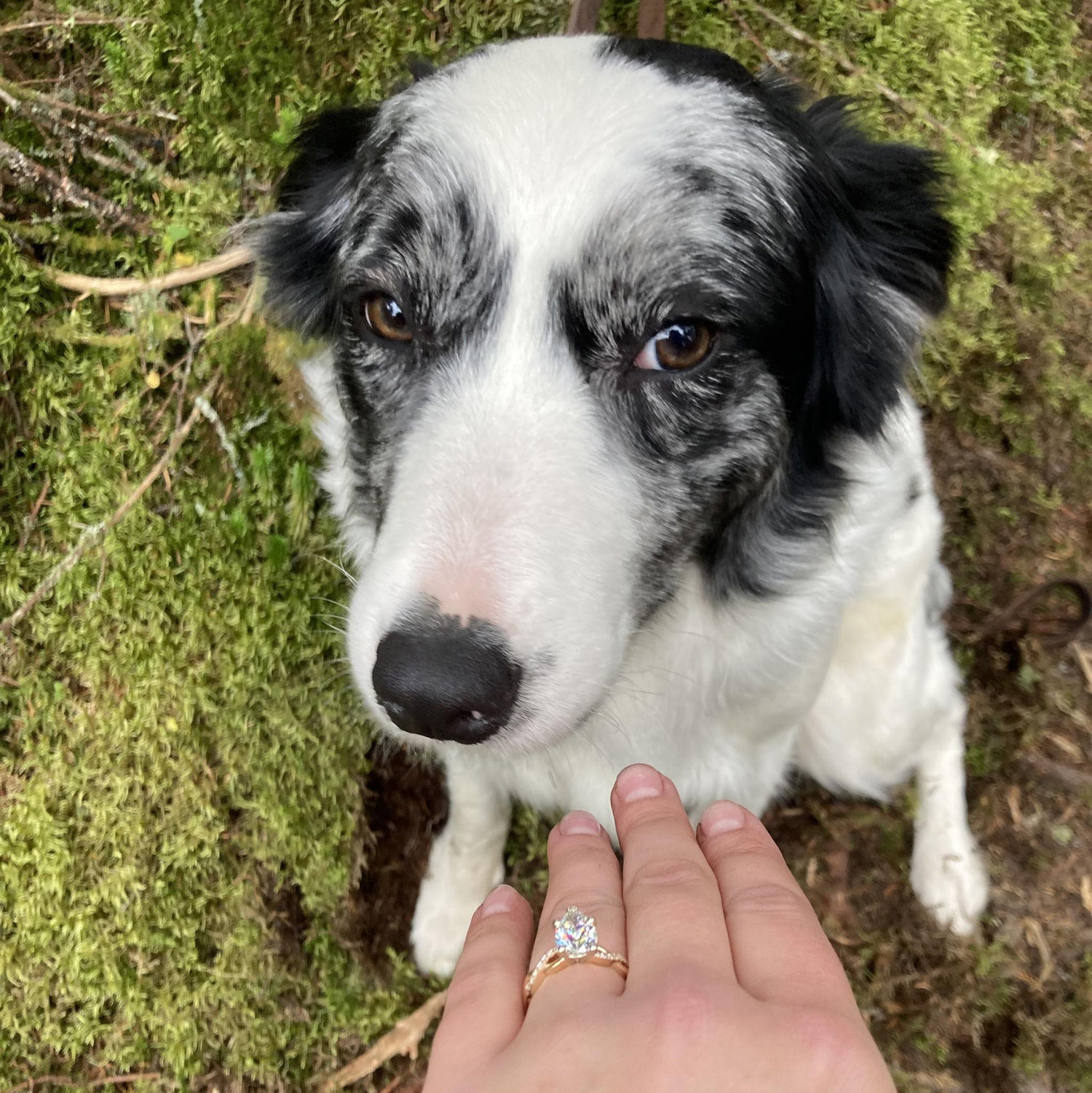 "I knocked the ring out of the box while dad was proposing, do I look guilty?"