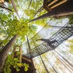 Carolina Treetop Challenge