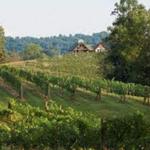 Addison Farms Vineyard