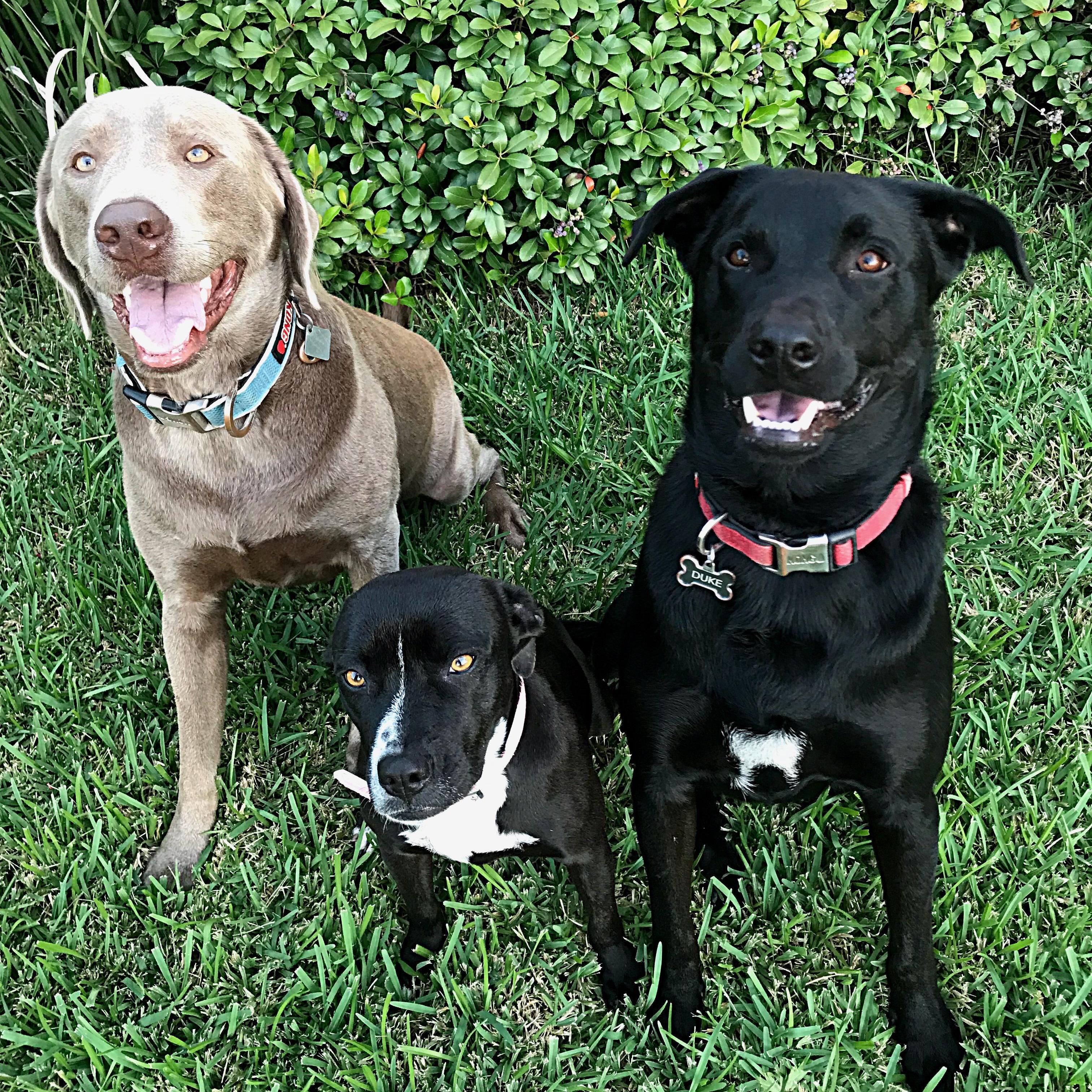The furbabies! From right to left: Mako, Sissy, Duke