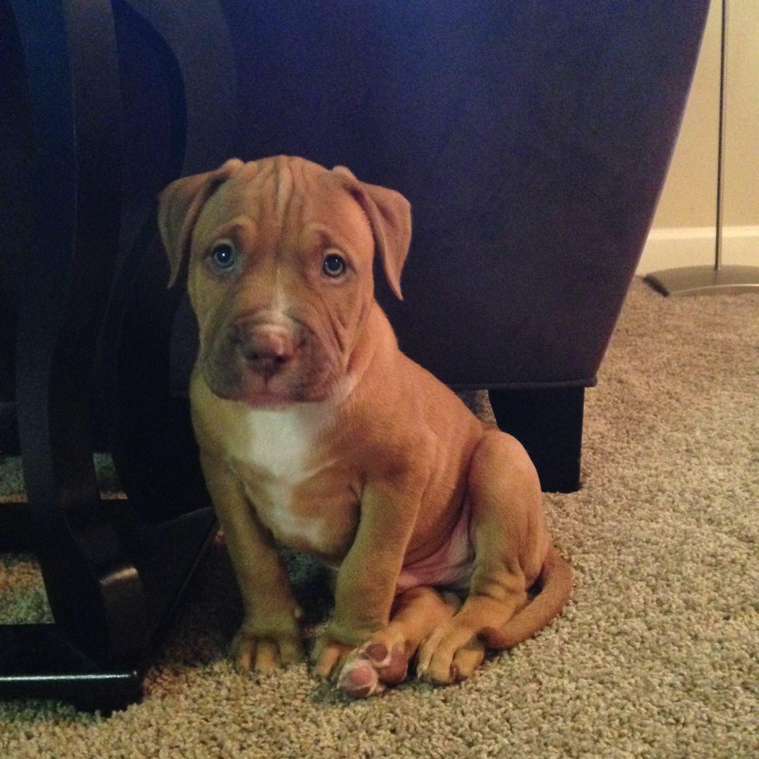 No photo album could be complete without a picture of our sweet Hudson George, who we adopted in North Carolina in 2014. This is the first day we got him!