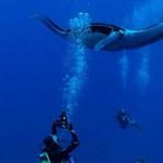 World Class Snorkeling and Scuba, Sea of Cortez