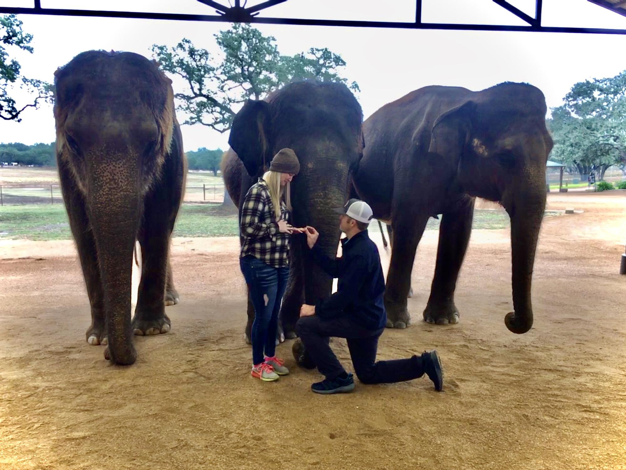 In Stonewall Texas, we got engaged in front of 3, female Asian elephants!