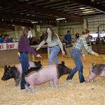 Orleans County Fair