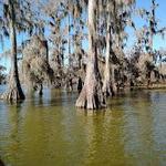 Cajun Country Swamp Tours
