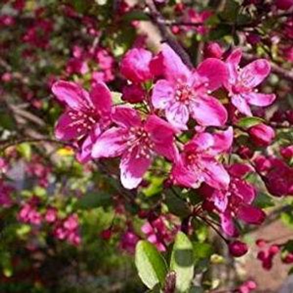 Magenta Crabapple Tree - Mehrabyan Nursery