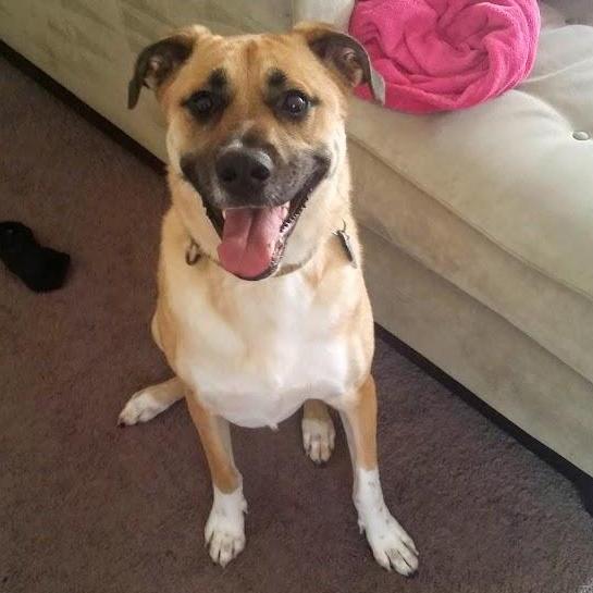 Lola 🐶