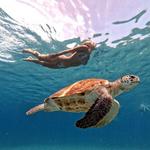 Grote Knip Beach & snorkling with seaturtles