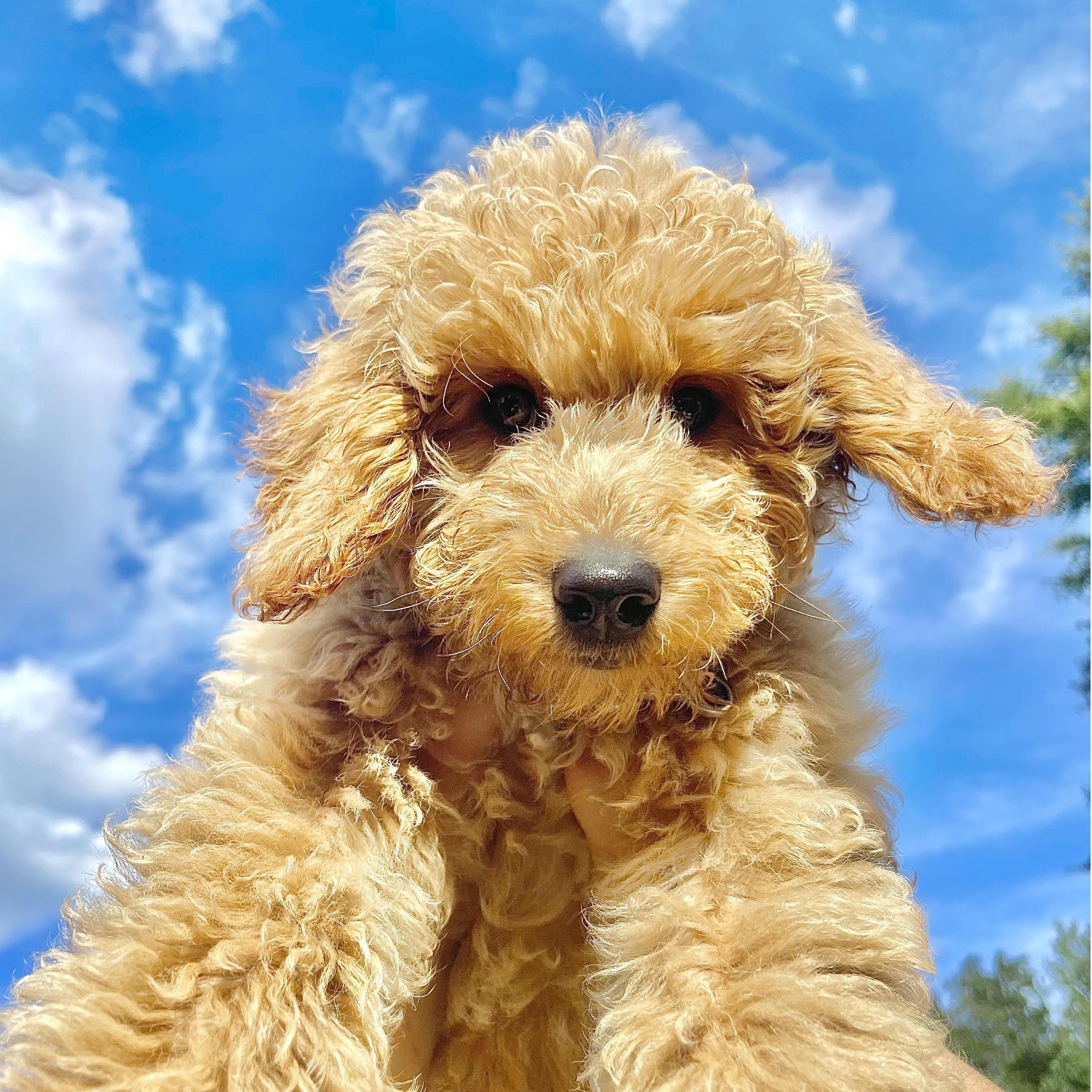 Bohdi GoldenDoodle