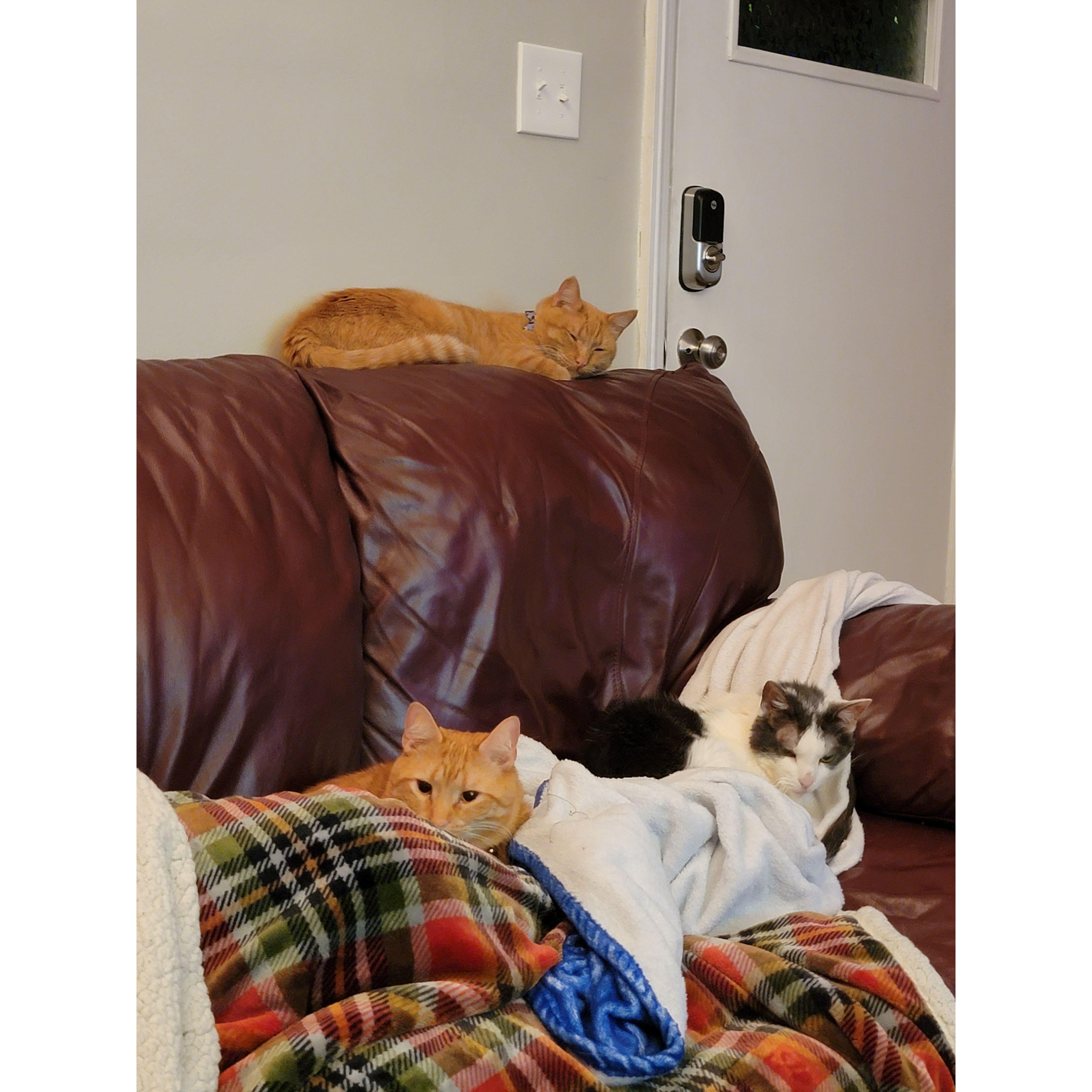 Our three boys: Squish, Double, and Pumpkin.