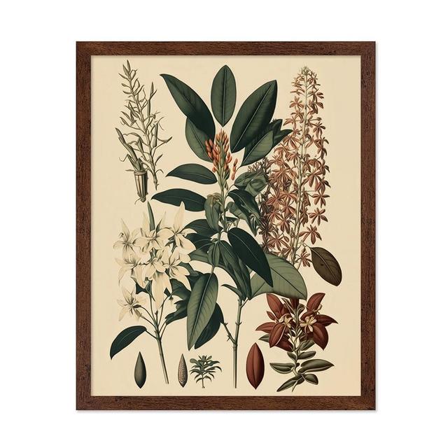 Poster Master Vintage Botanical Poster - Retro Floral Print - Gift for Gardener, Friend - Clethra Alnifolia, Exotic Plant, Orchid, Flower - Wall Decor for Kitchen, Office, 8x10 Brown Framed