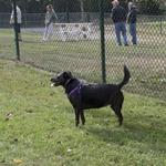 Smithland Road Dog Park