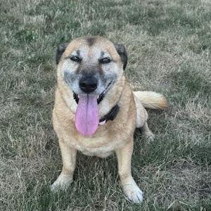 Dakota's Treats and Toys