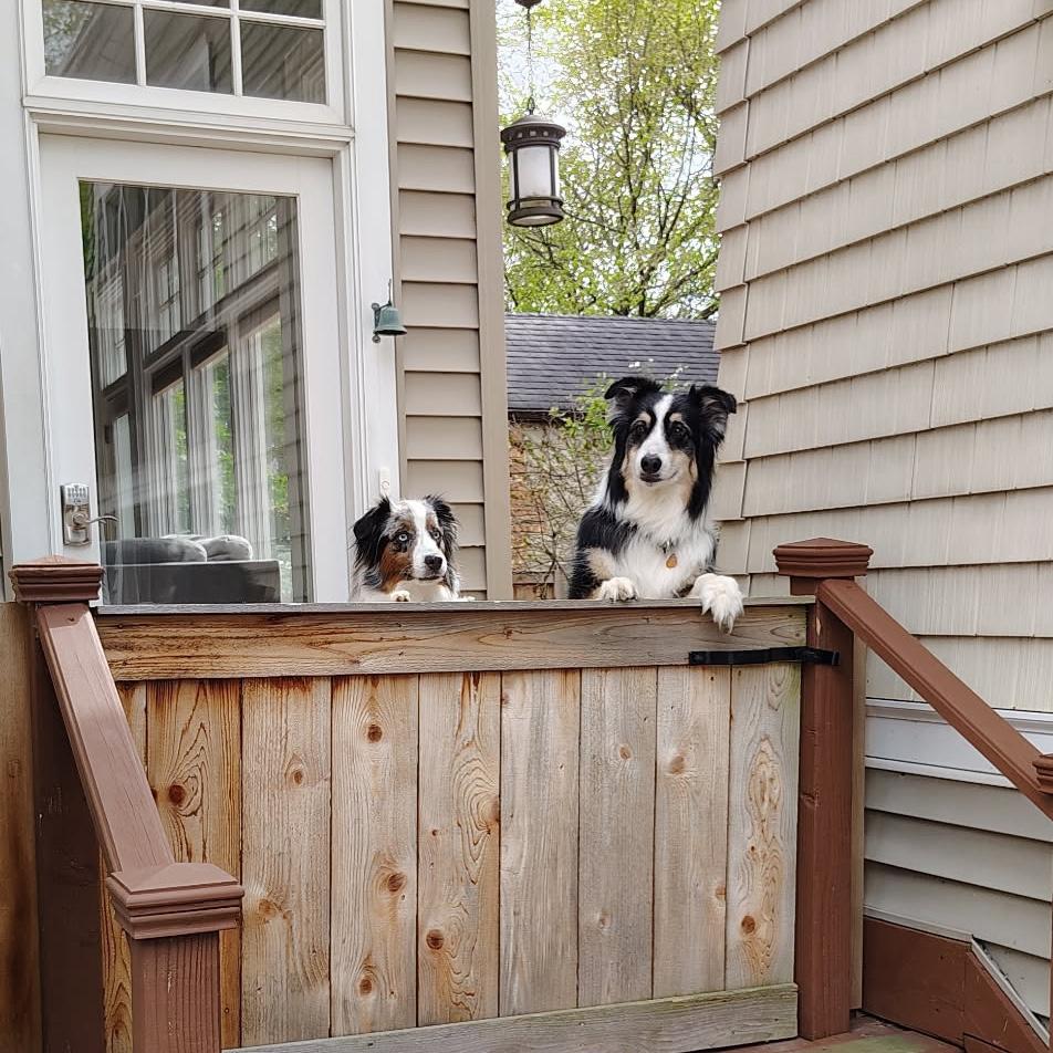 Ody and Hermie waiting for Jodi to get home