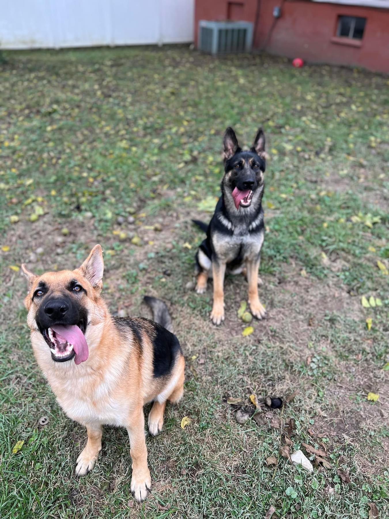 These are our doggos Ava and Whiskey.