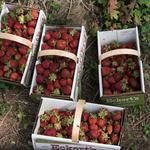 Eckert's Orchard