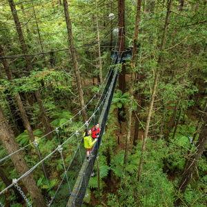 Rotorua Redwoods Walk