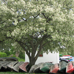Tecumseh Paddling Company
