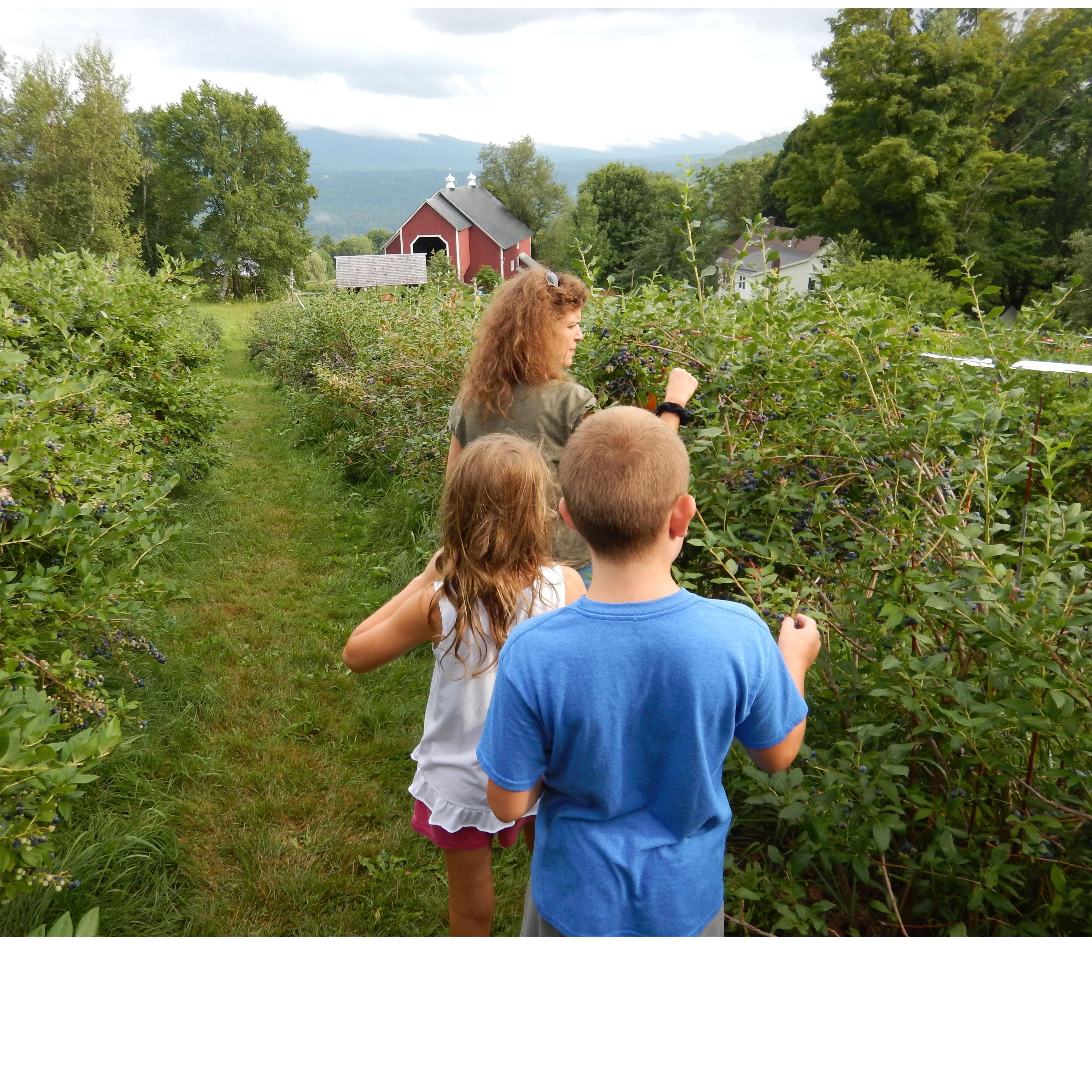 Blueberry picking