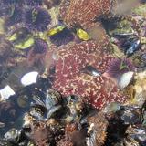 Laguna Beach Tide Pools