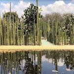 Jardín Etnobotánico de Oaxaca
