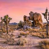 Joshua Tree National Park