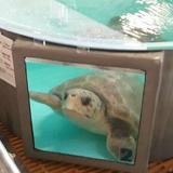 North Carolina Aquarium on Roanoke Island