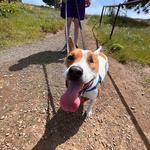 Mosier Plateau Trail