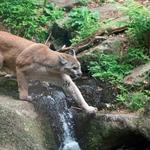 Squam Lakes Natural Science Center