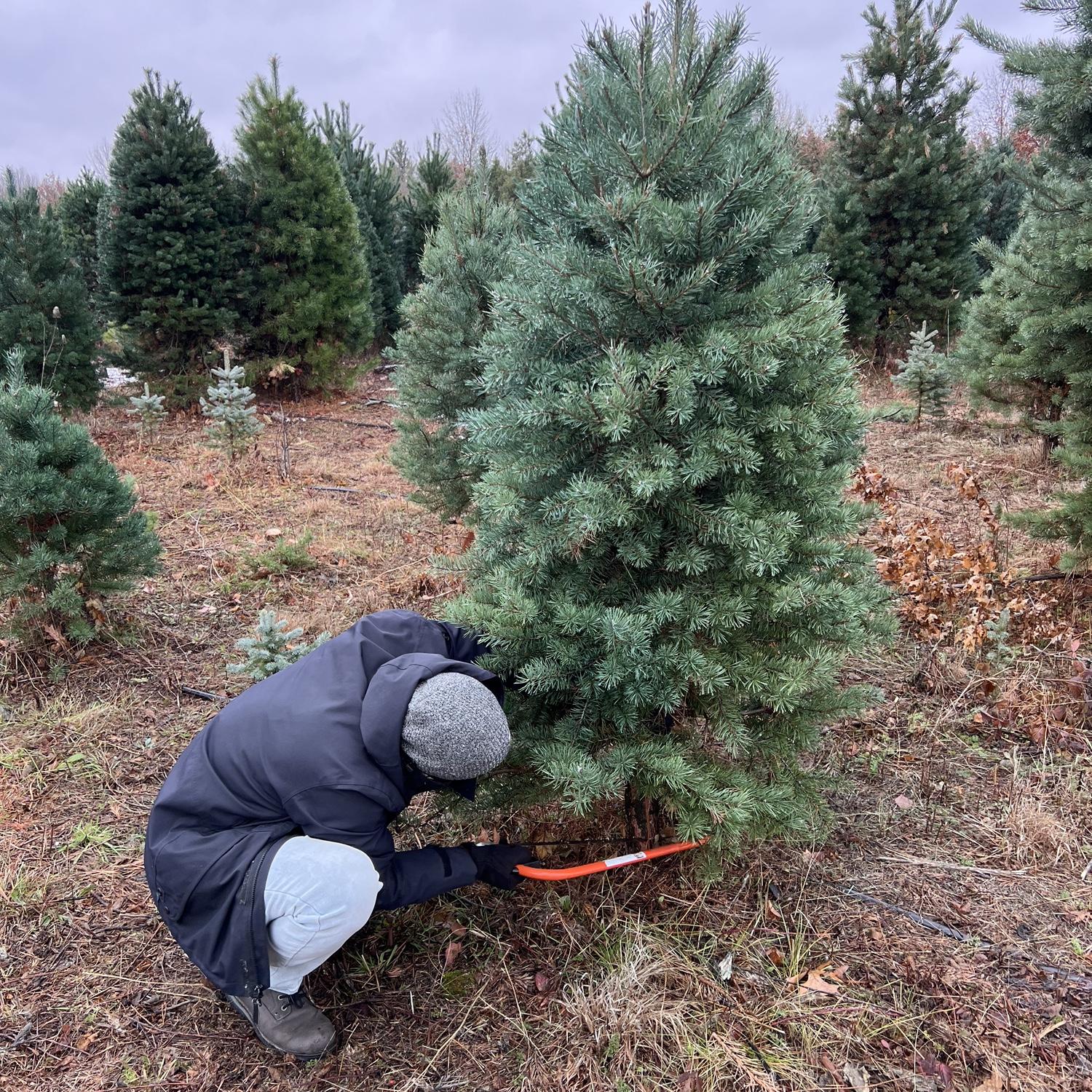 Tony cutting down our first Xmas tree 2023