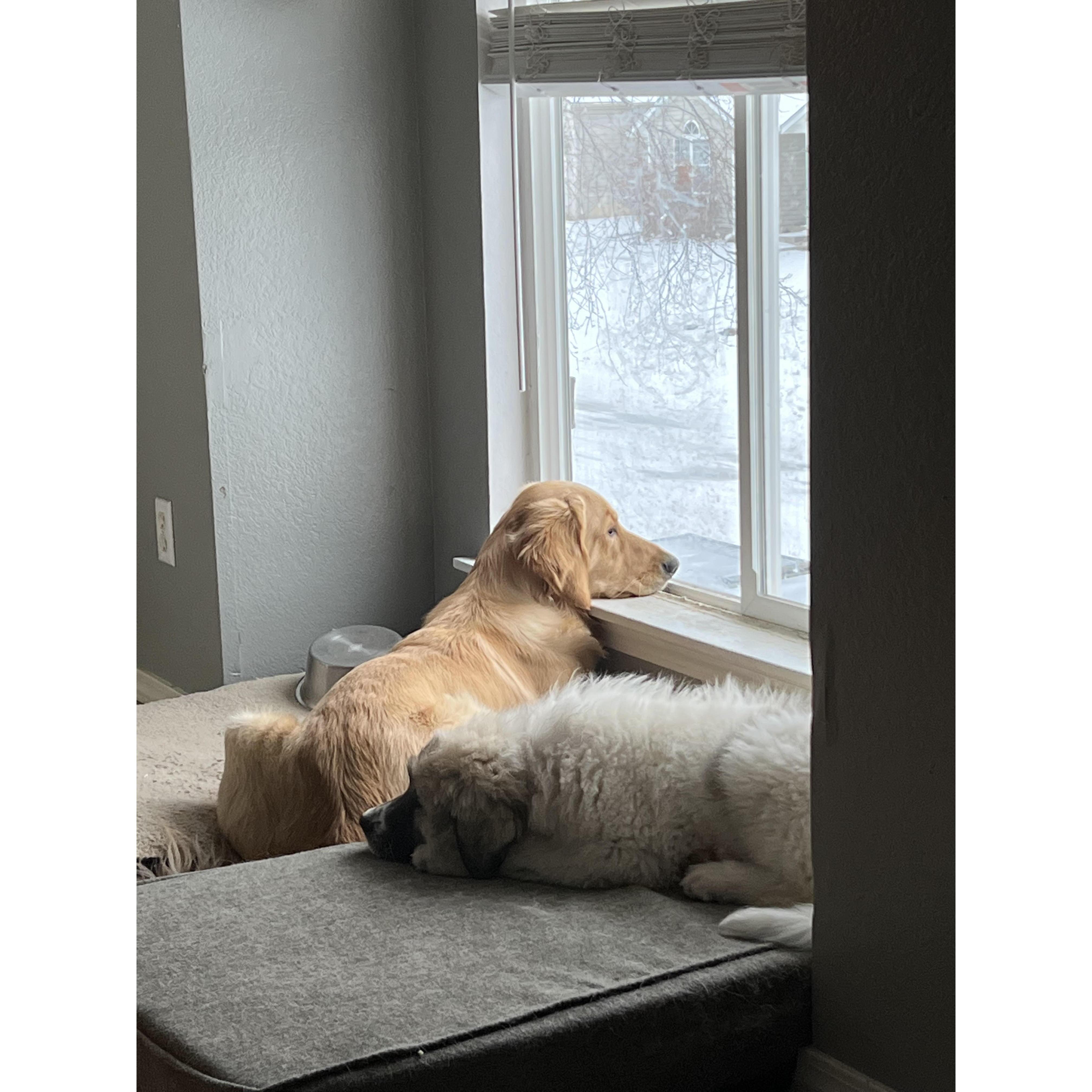 Biscuit & Coal