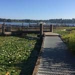 Washington Park Arboretum