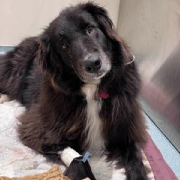 Veterinary Care Foundation