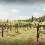 Cavender Creek Vineyards