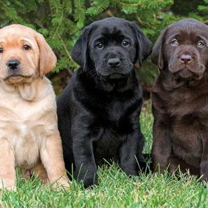 Doggie Fund