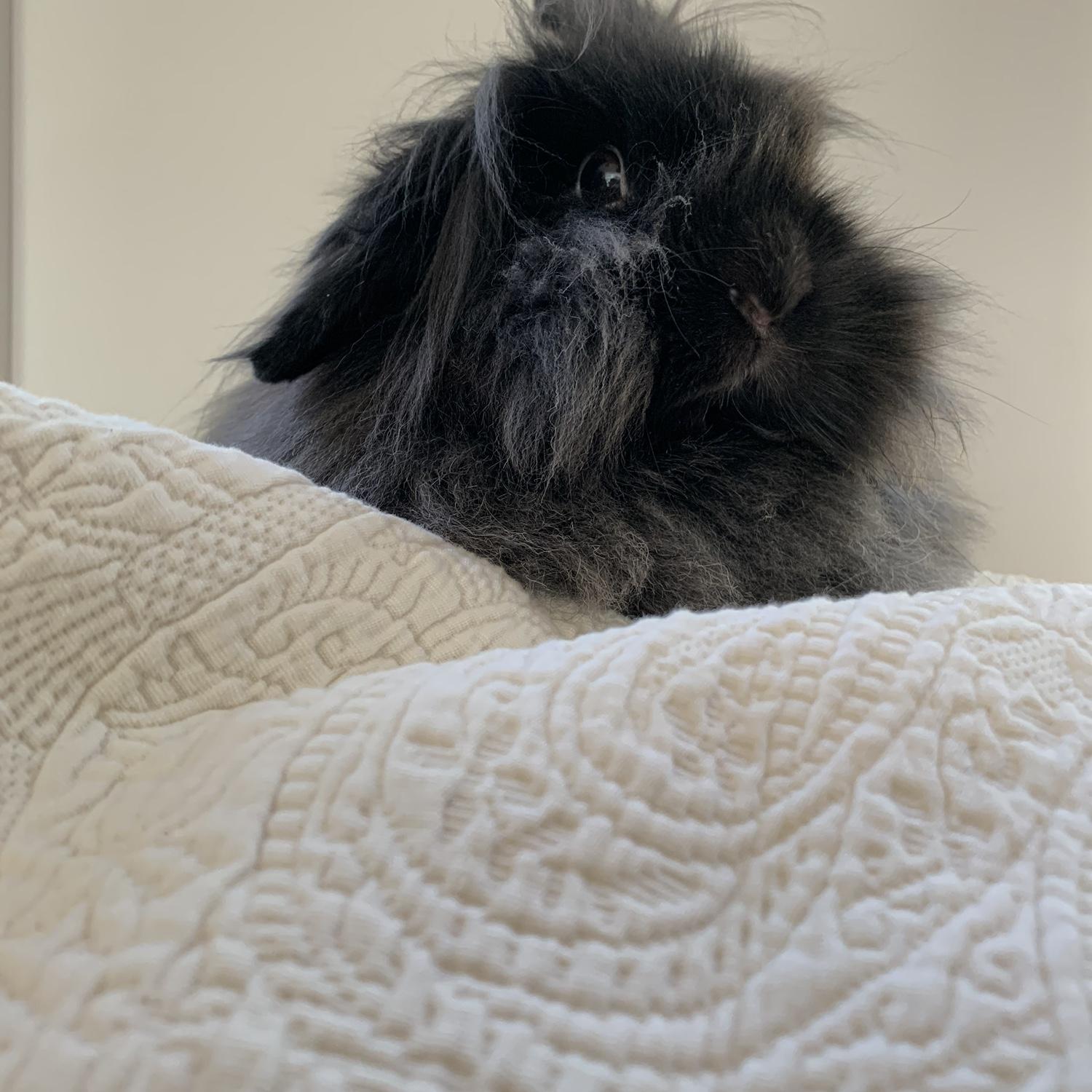 Our Bunny