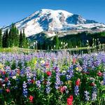 Mt Rainier National Park