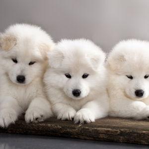 Our Future Puppy
