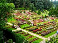 International Rose Test Garden