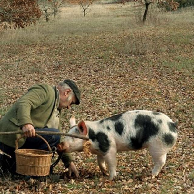 Truffle Hunting in Tuscany