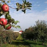 Local Apple Orchards
