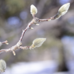 Minnesota Landscape Arboretum - Advance Reservations/Tickets Required