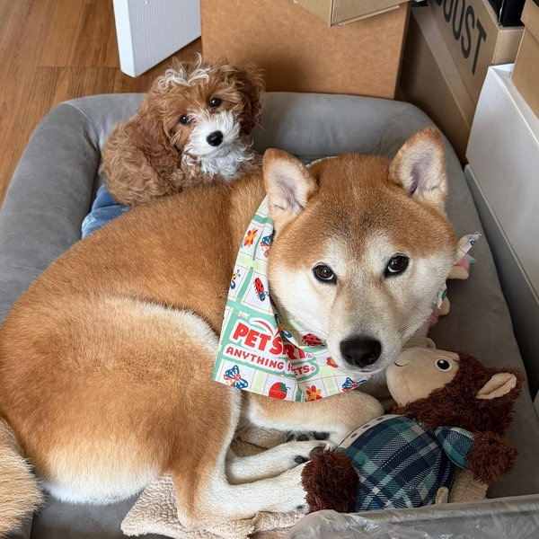 Bubu & Phoebe's Essentials Fund
